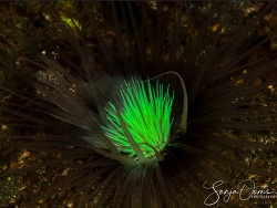 Cerianthus filiformis thumbnail