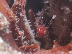 Periclimenes harringtoni,West Bay, Cayman Islands 2026 (CC BY)