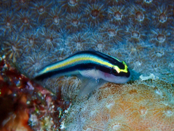 Elacatinus cayman thumbnail