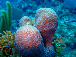 Orbicella annularis thumbnail