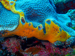 Mycale (Mycale) laevis thumbnail