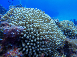 Madracis auretenra thumbnail