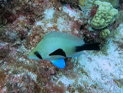 Hypoplectrus providencianus thumbnail