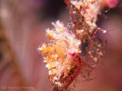 Kabeiro rubroreticulata thumbnail