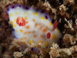 Goniobranchus,La Balsa Park 2026