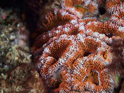 Micromussa lordhowensis thumbnail