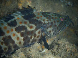 Epinephelus coioides thumbnail