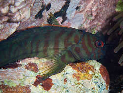 Cirripectes castaneus thumbnail