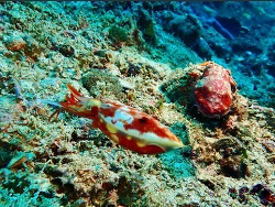 Ascarosepion papuense thumbnail