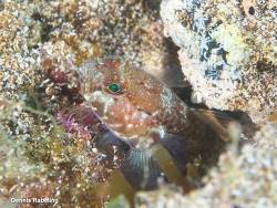 Wheelerigobius canariensis,Las Palmas, ES-CN, ES 2026