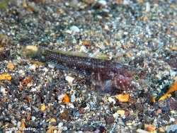 Wheelerigobius canariensis, Las Palmas, ES-CN, ES 2025