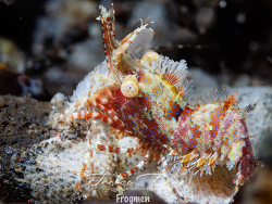 Saron marmoratus, Bali 2026