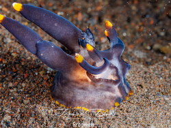 Thecacera sp.11 thumbnail