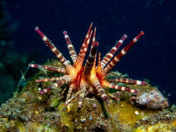 Prionocidaris baculosa thumbnail