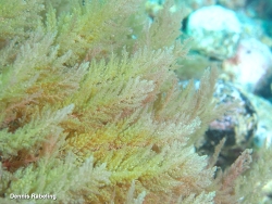 Asparagopsis taxiformis thumbnail