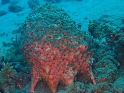 Melophlus sarasinorum thumbnail