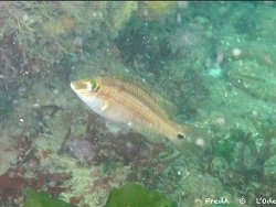 Symphodus melops thumbnail