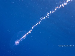 Rosacea cymbiformis thumbnail