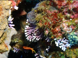 Distichopora violacea thumbnail