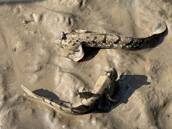 Boleophthalmus boddarti,Bay of Bangkok, TH 2025