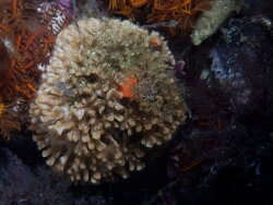 Gephyrophora polymorpha thumbnail
