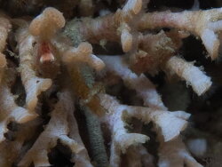 Gephyrophora polymorpha thumbnail