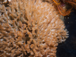 Gephyrophora polymorpha thumbnail