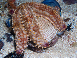 Marthasterias africana, partridge big rock, Cape Town, South Africa 2026 (CC-BY-SA)