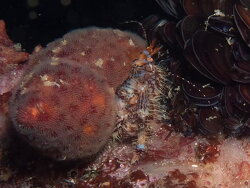 Alcyonidium nodosum,photographers reef Simon's Town, Cape Town, 7975, South Africa 2023 (CC-BY-SA)