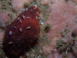 Alcyonidium nodosum,outer photographers, Cape Point, Cape Town, South Africa 2021 (CC-BY-SA)