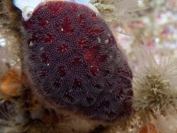 Alcyonidium nodosum,fan reef Cape Point, Cape Town, South Africa 2025 (CC-BY-SA)