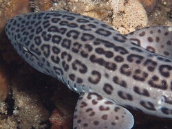 Poroderma pantherinum,choirboys gordons bay 2021 (CC-BY-SA)