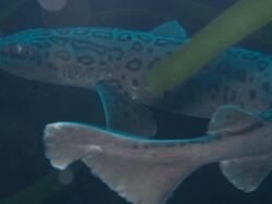 Poroderma pantherinum,Alphard Banks 2013 (CC-BY-SA)