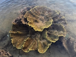 Turbinaria bifrons,Port Hedland, AU-WA, AU 2026