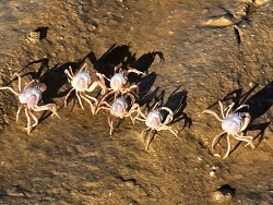 Mictyris occidentalis thumbnail