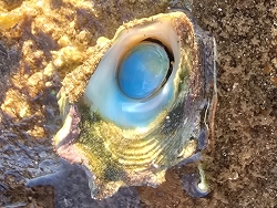Astralium asteriscus,Port Hedland WA 6721, Australia 2026