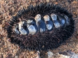 Acanthopleura spinosa, Sutherland St After Thetis Pl, Port Hedland WA 6721, Australia 2023