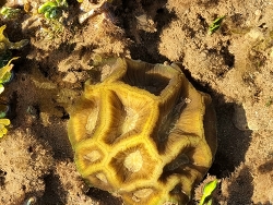 Moseleya latistellata,Port Hedland, AU-WA, AU 2023