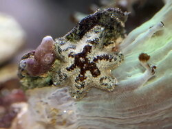 Aquilonastra sp.01 thumbnail