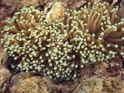 Euphyllia glabrescens thumbnail