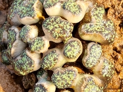 Euphyllia glabrescens thumbnail