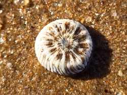 Heterocyathus aequicostatus thumbnail