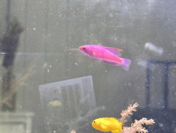 Blauer Zwerglippfisch 