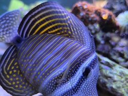 Zebrasoma Deysjardinii 