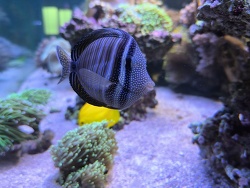 Zebrasoma Deysjardinii 