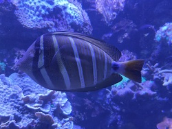 Zebrasoma Veliferum 