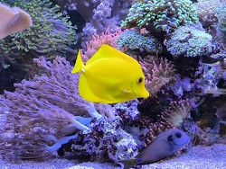 Zebrasoma Flavescnes 