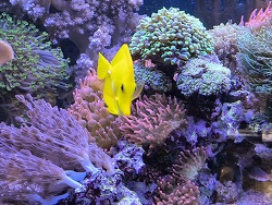 Zebrasoma Flavescnes 