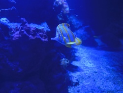 Kupferband Pinzettenfisch 