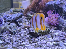 Kupferband Pinzettenfisch 